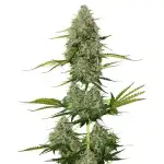 Full grown Autoflower bud main cola image