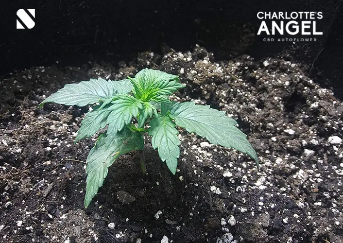 Medical cannabis from Seed and Soil SA