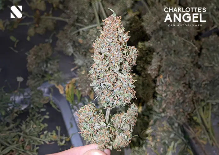 Frosty Charlotte's Angel CBD nug grown in South Africa by Seed and Soil SA