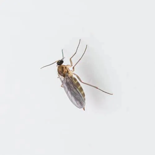 Miggies or Fungus gnats on cannabis plants