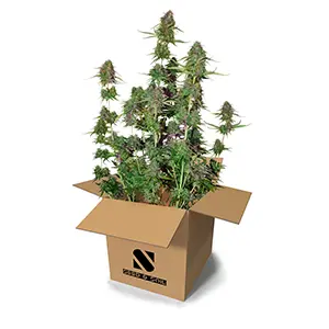 Seed and Soil Grow kits for cannabis