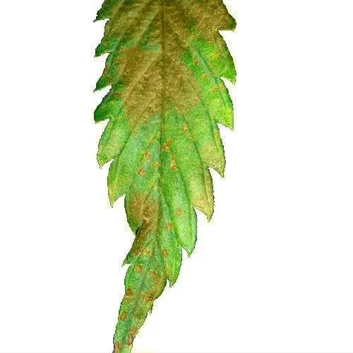 Red rust mold on cannabis plant