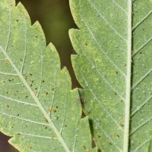 Res spider mites on cannabis plant
