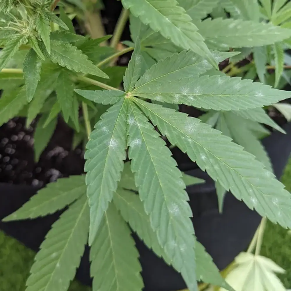 White powdery mildew early stages on cannabis leaf