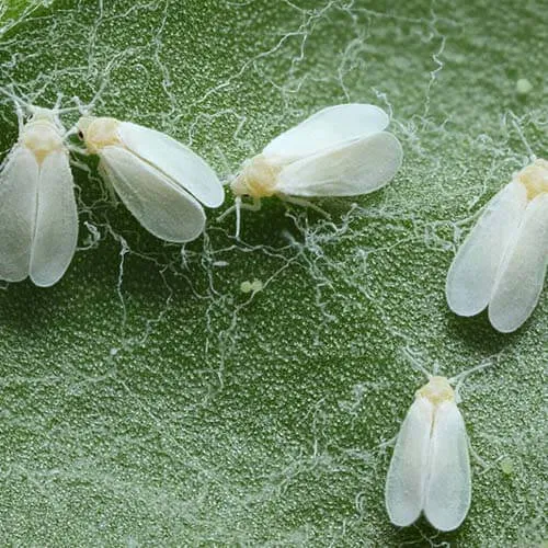 White fly on cannabis plant