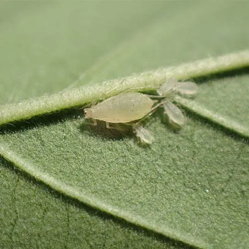 Aphids on cannabis leaf