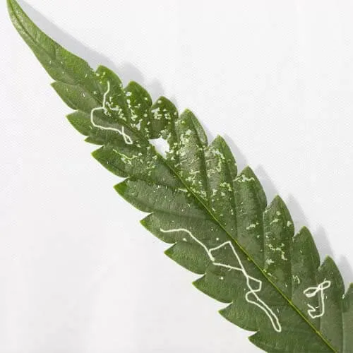 Leaf miners on cannabis leaf