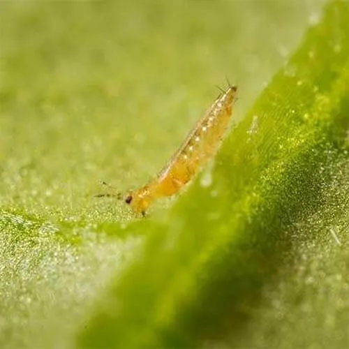 Thrips on Cannabis plant