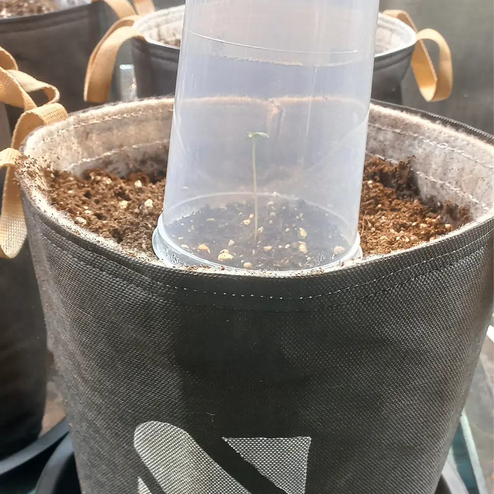 Seed and Soil Humidity cup week 1